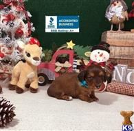dachshund puppy posted by little paws kennel